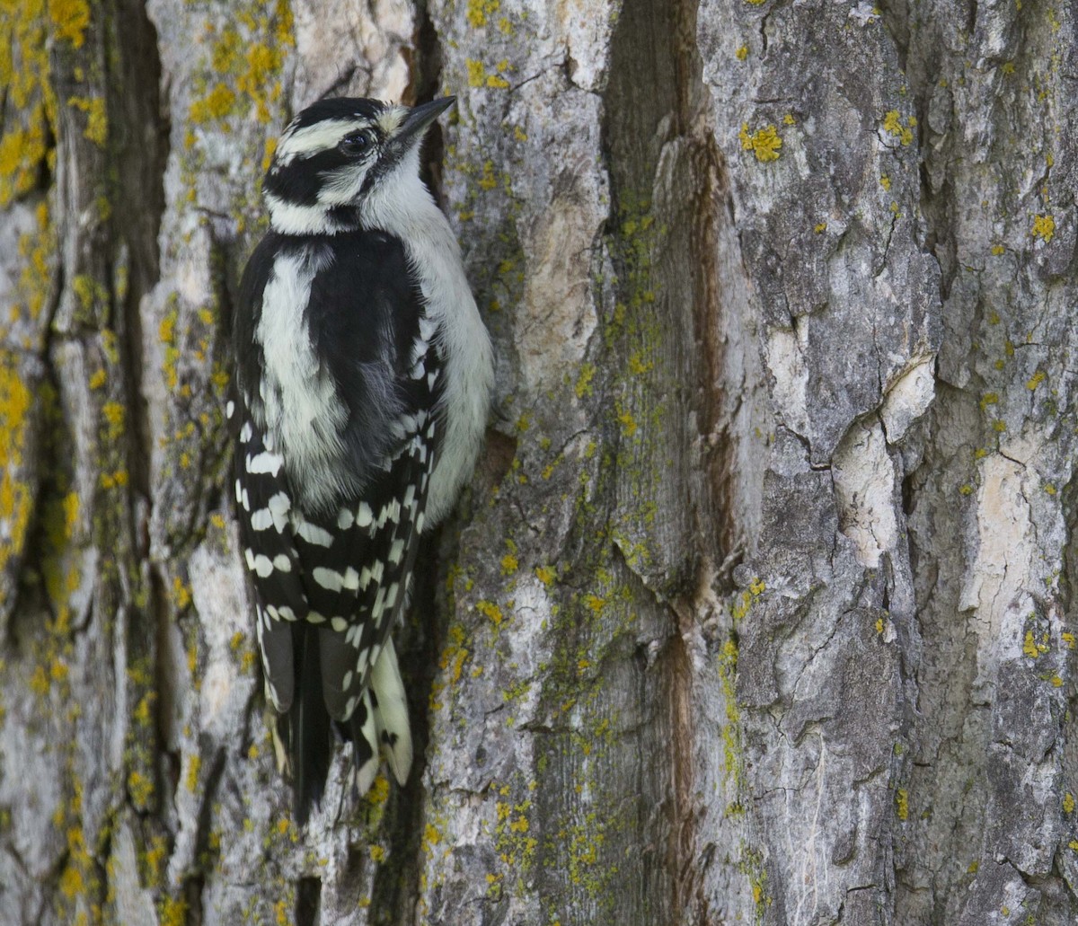 Downy Woodpecker - ML620733459