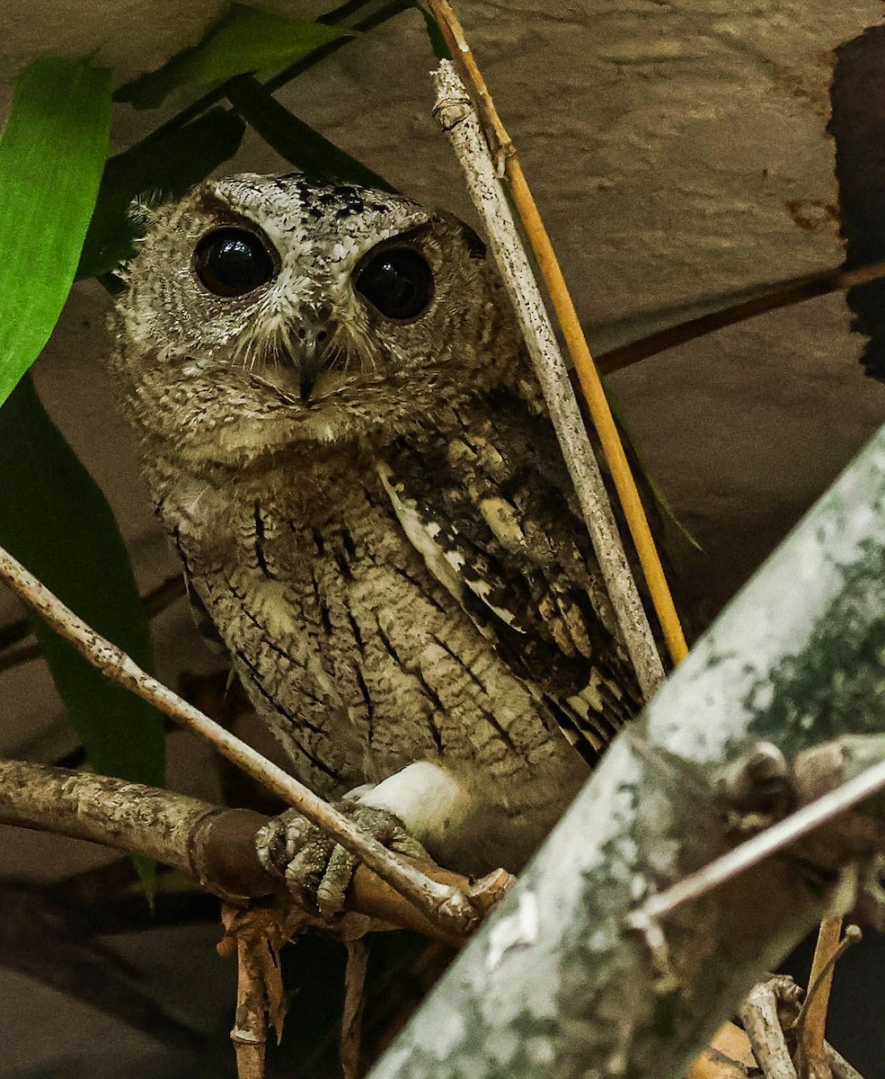 Indian Scops-Owl - ML620733461