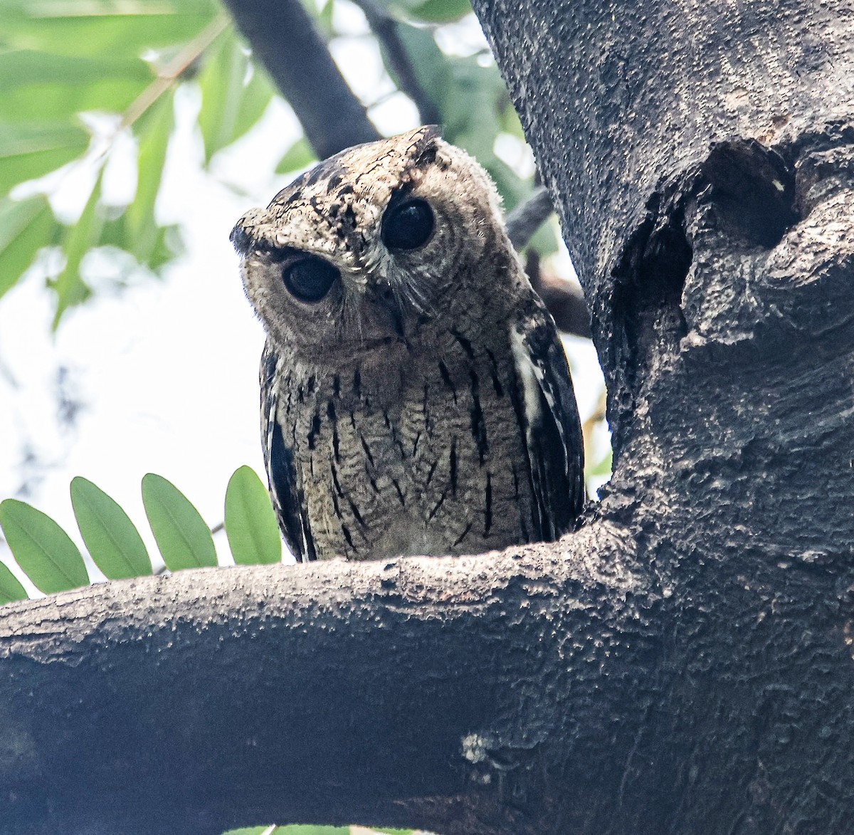 Indian Scops-Owl - ML620733462