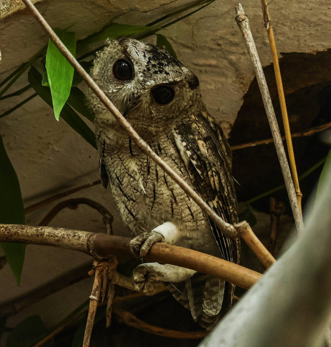 Indian Scops-Owl - ML620733464