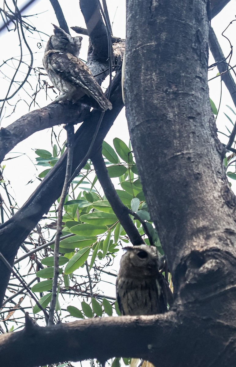 Indian Scops-Owl - ML620733465