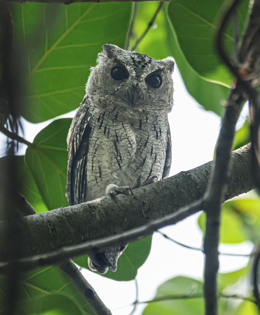 Indian Scops-Owl - ML620733466