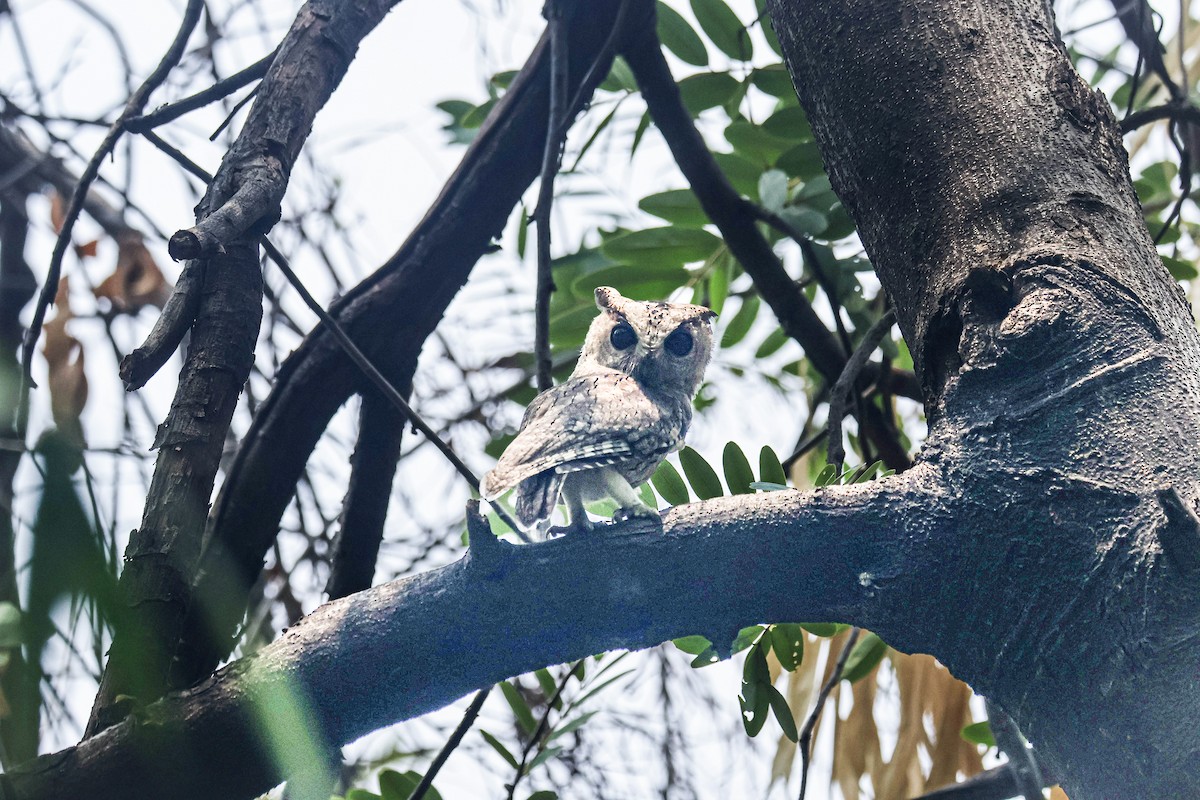 Indian Scops-Owl - ML620733467