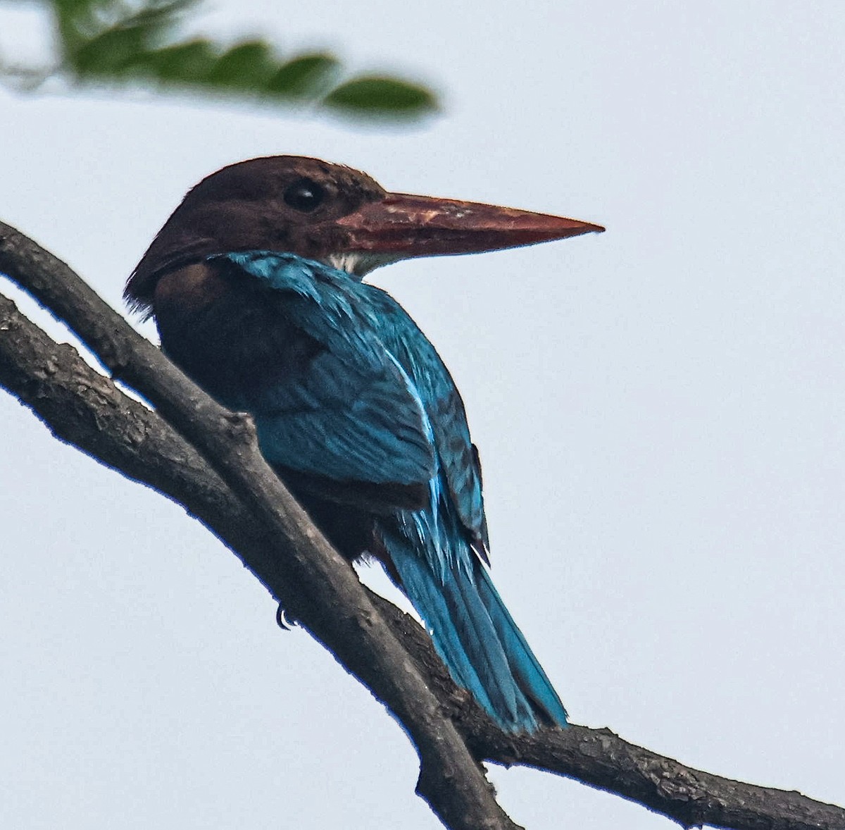 White-throated Kingfisher - ML620733470