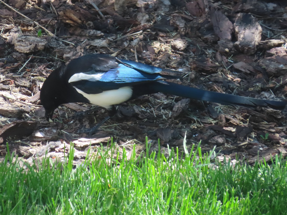 Black-billed Magpie - ML620733472