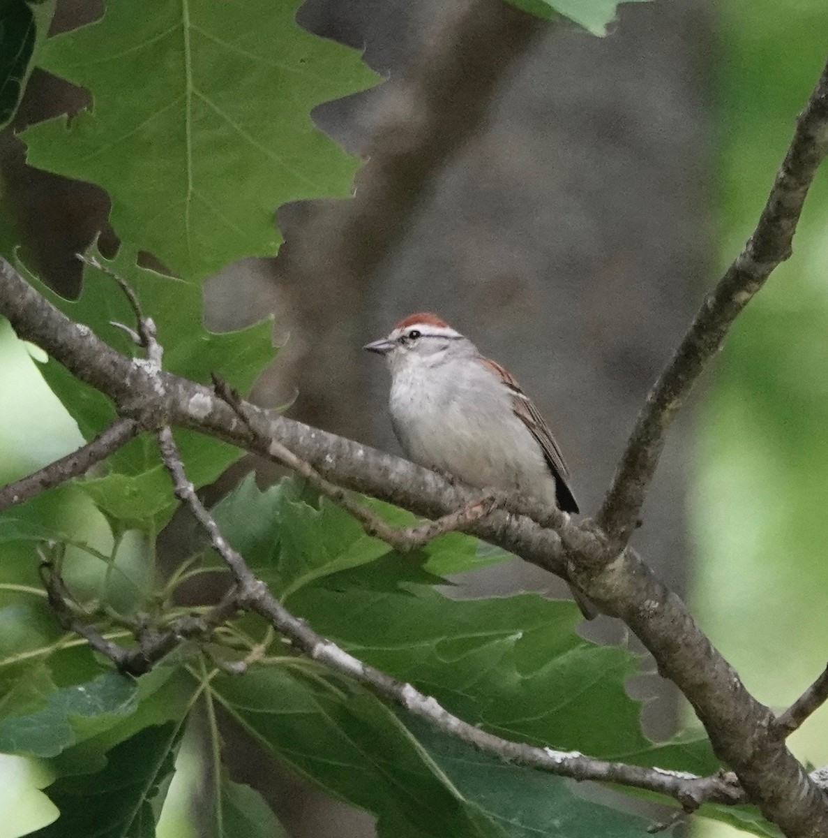 Chipping Sparrow - ML620733473