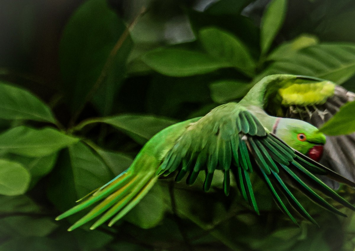 Rose-ringed Parakeet - ML620733475