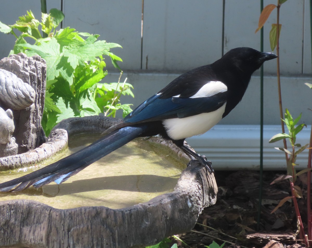 Black-billed Magpie - ML620733476