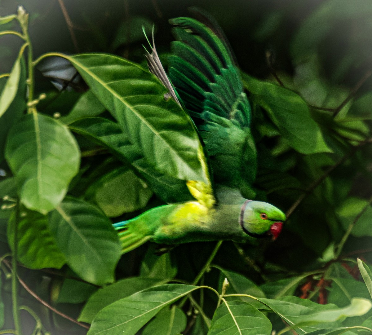 Rose-ringed Parakeet - ML620733477