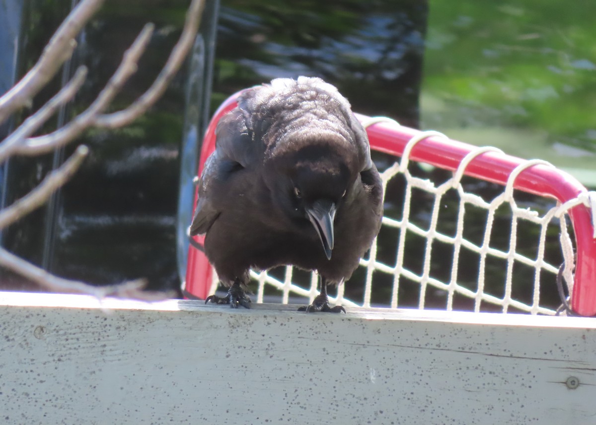 American Crow - ML620733481