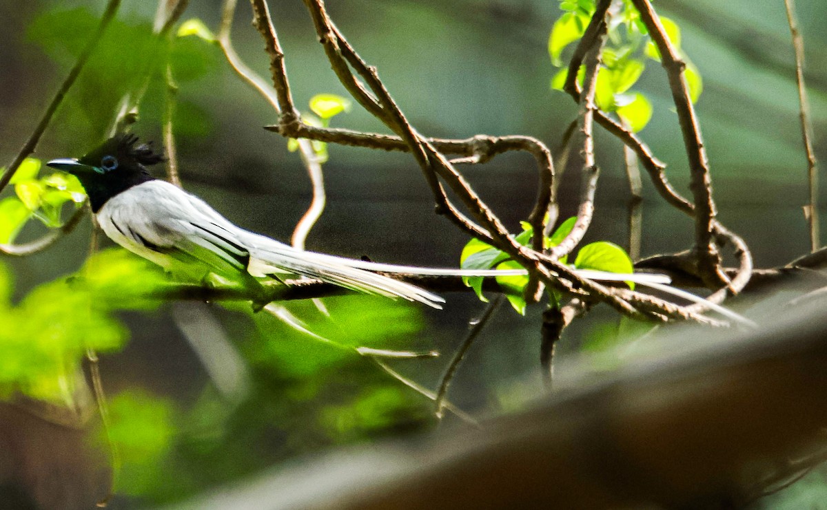 Indian Paradise-Flycatcher - Sanjay Gupta