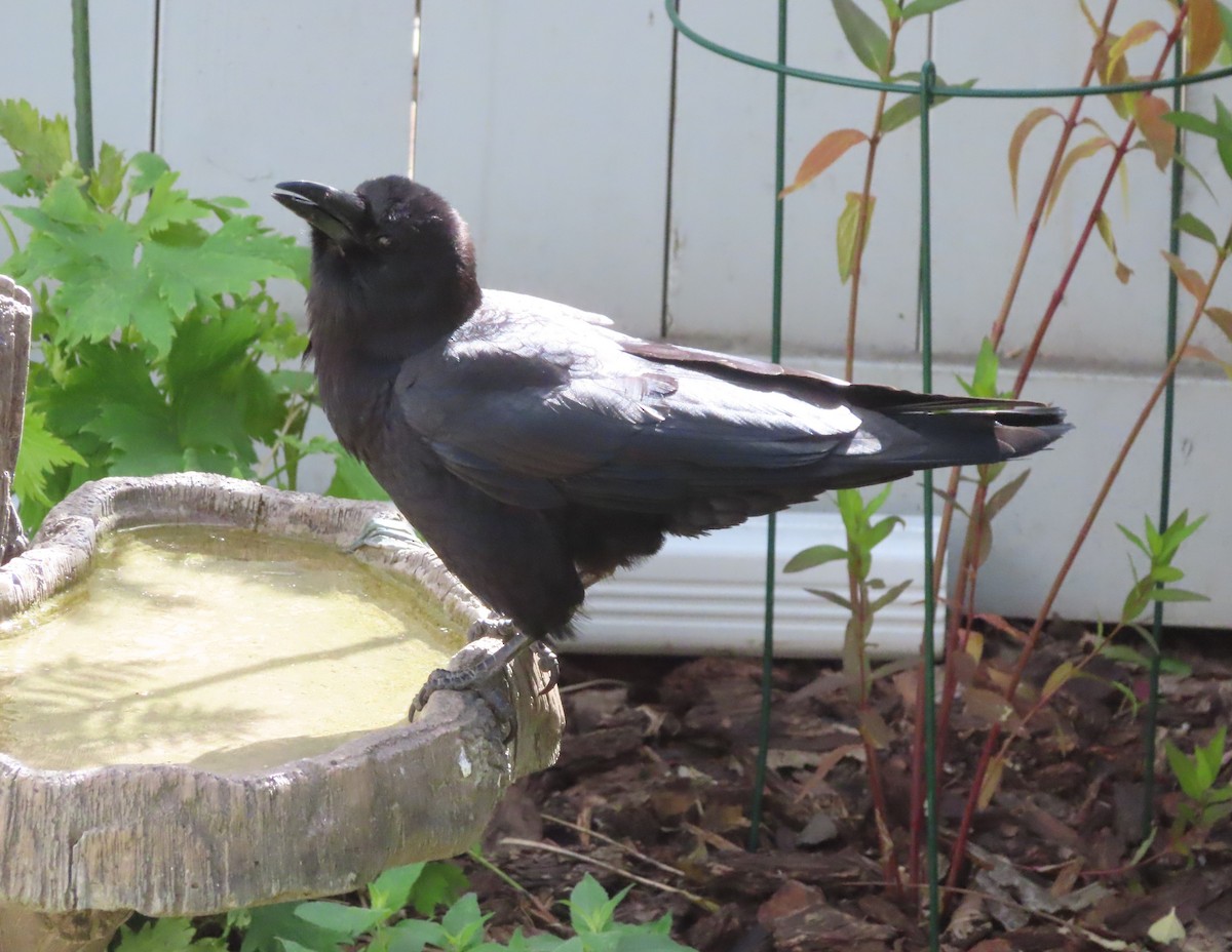 American Crow - ML620733488