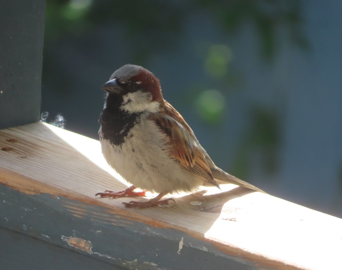 House Sparrow - ML620733492