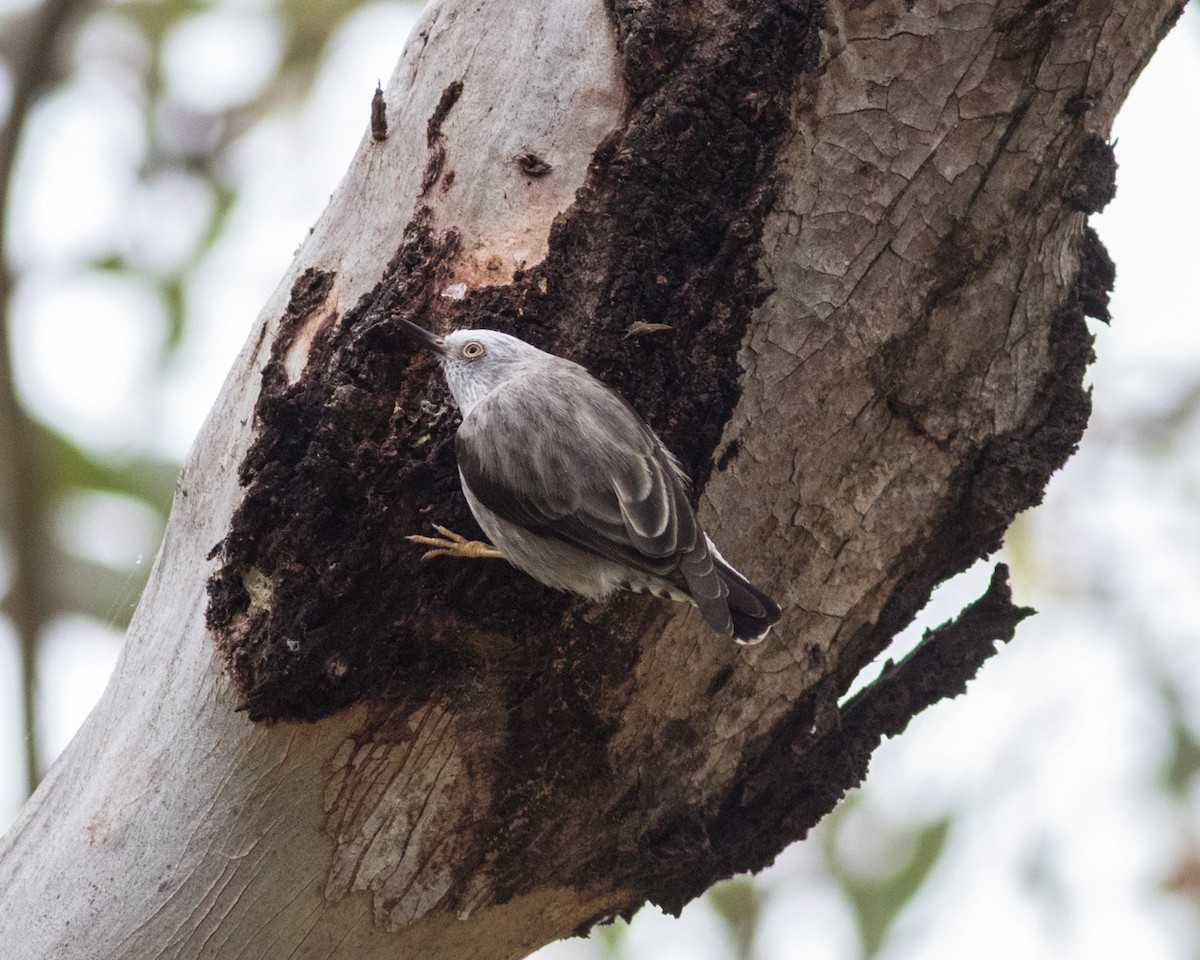 Varied Sittella - ML620733493