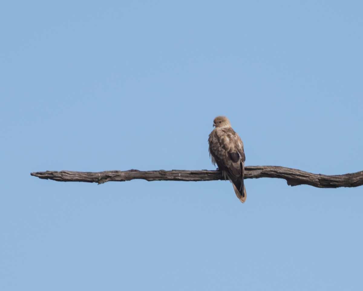 Whistling Kite - ML620733496