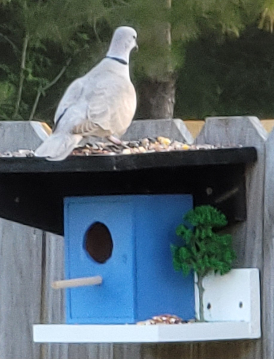 Eurasian Collared-Dove - ML620733498