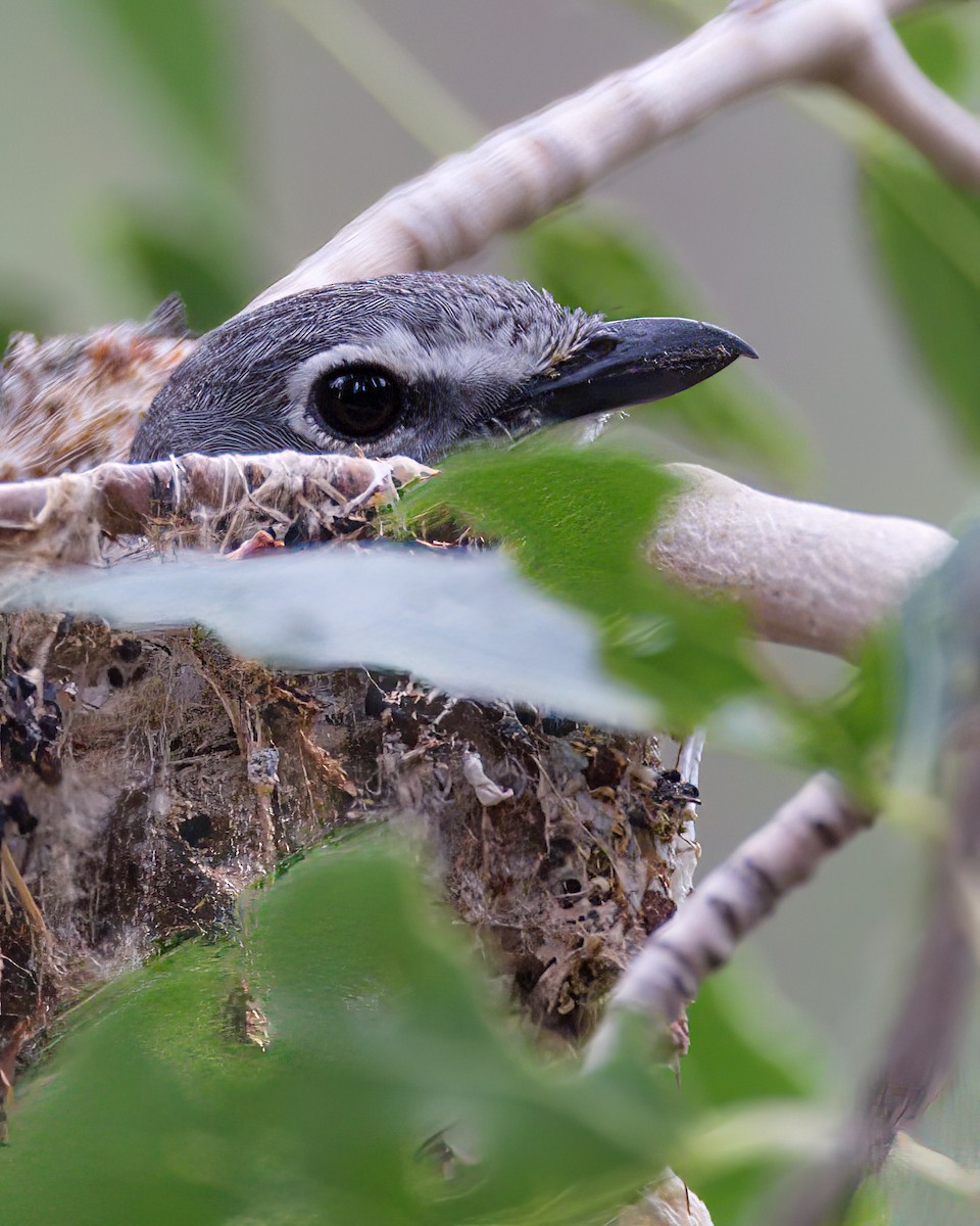 Plumbeous Vireo - ML620733499