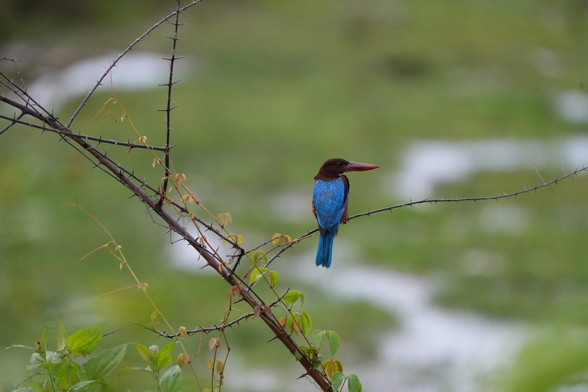 White-throated Kingfisher - ML620733500