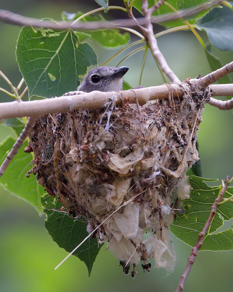 Plumbeous Vireo - ML620733501