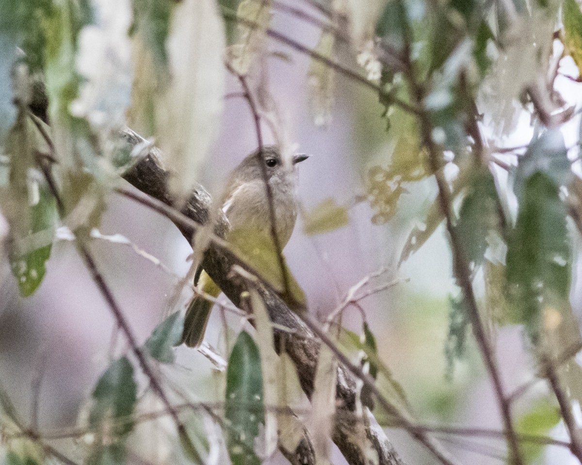 Golden Whistler - ML620733502