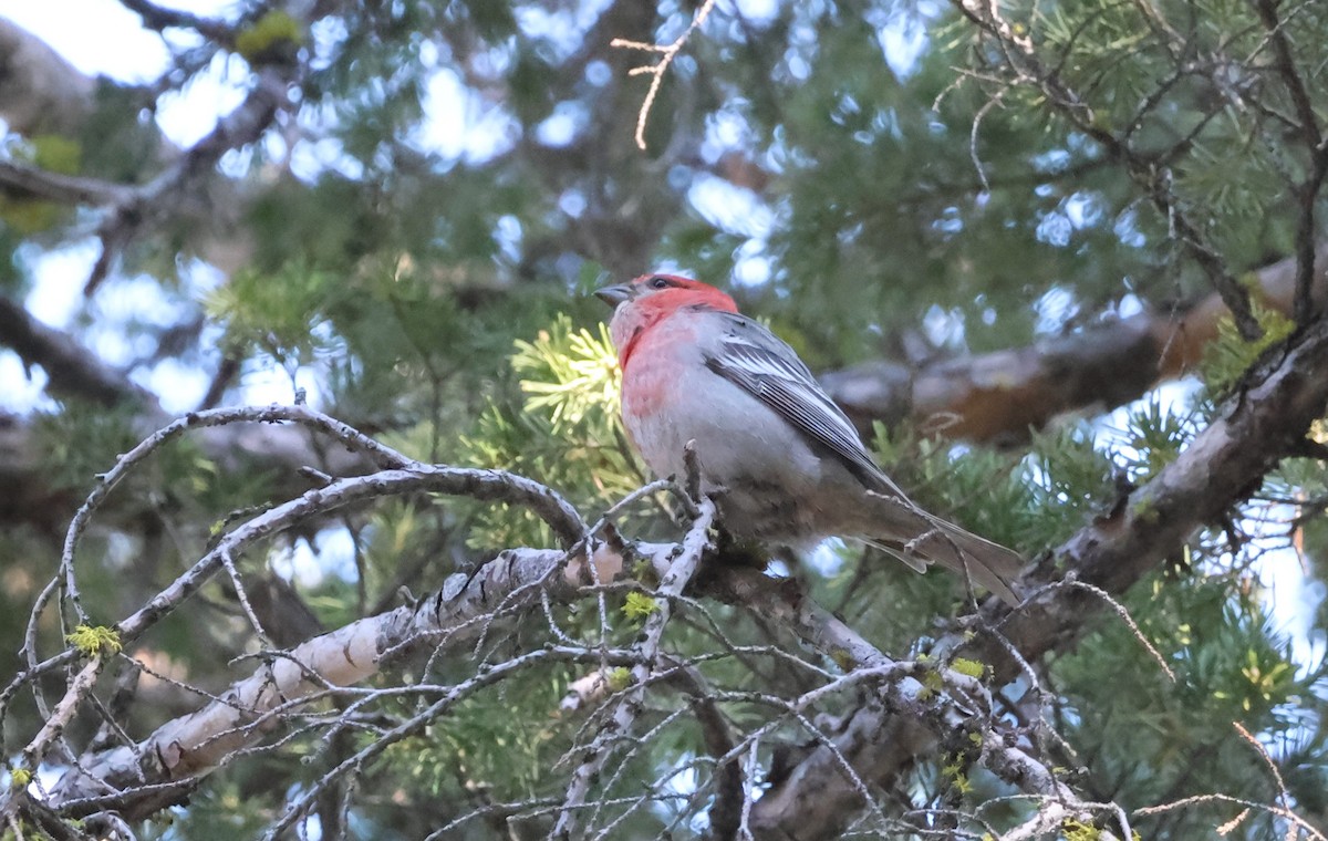 Pine Grosbeak - ML620733505