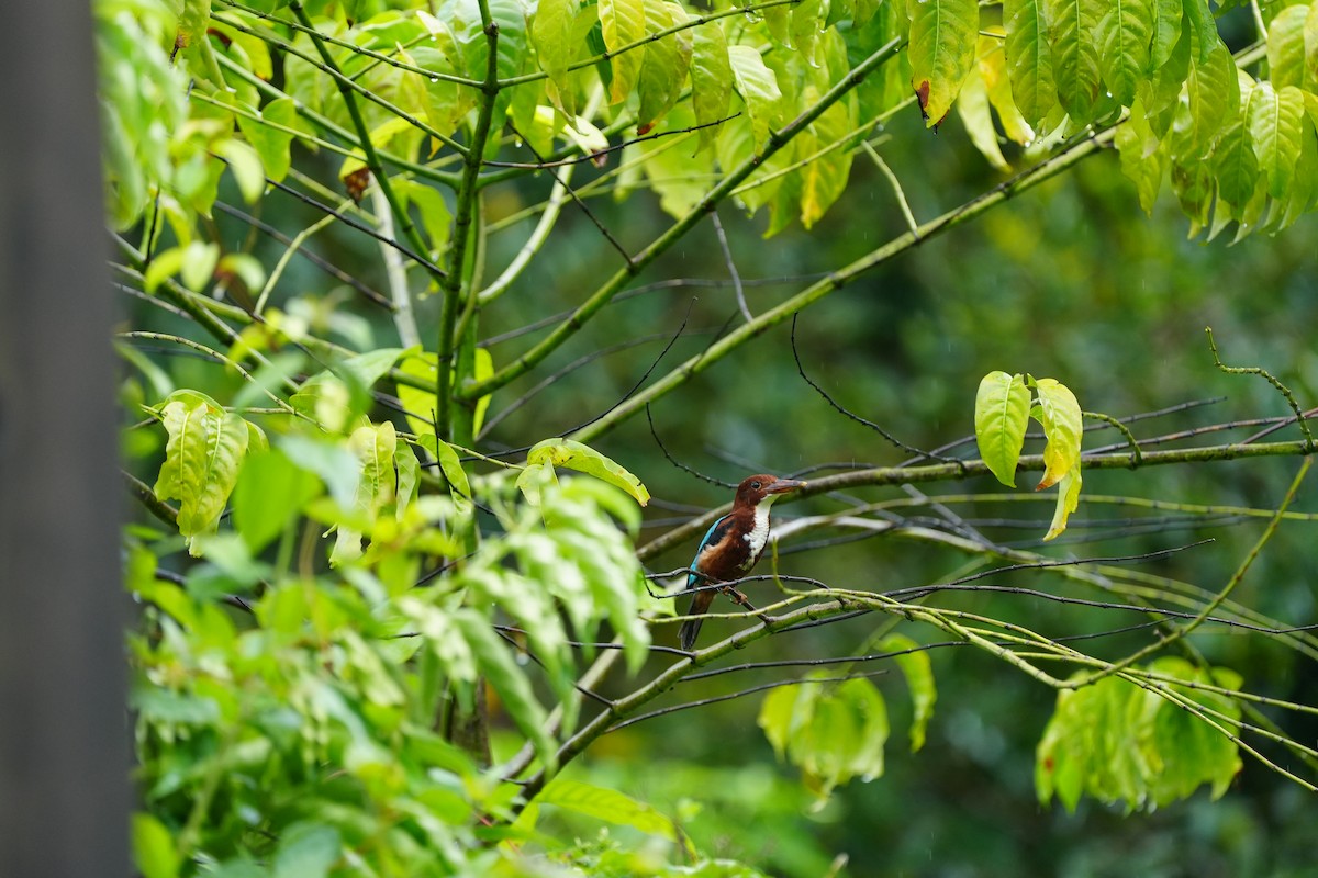 White-throated Kingfisher - ML620733507