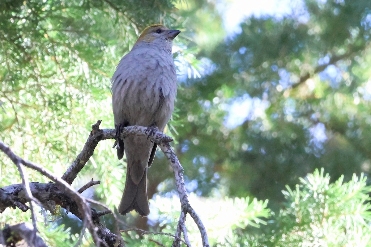 Pine Grosbeak - ML620733508