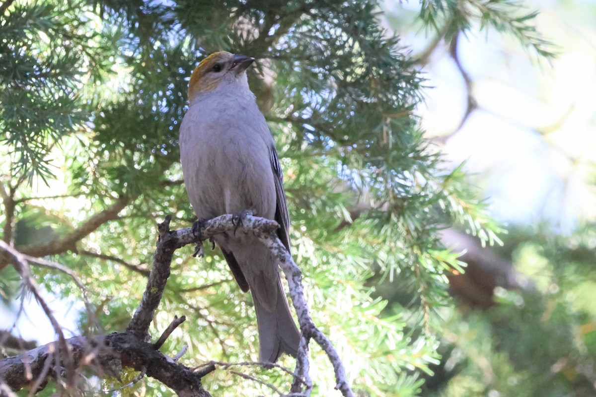 Pine Grosbeak - ML620733509