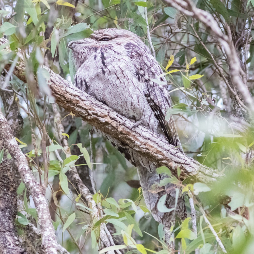 Tawny Frogmouth - ML620733511