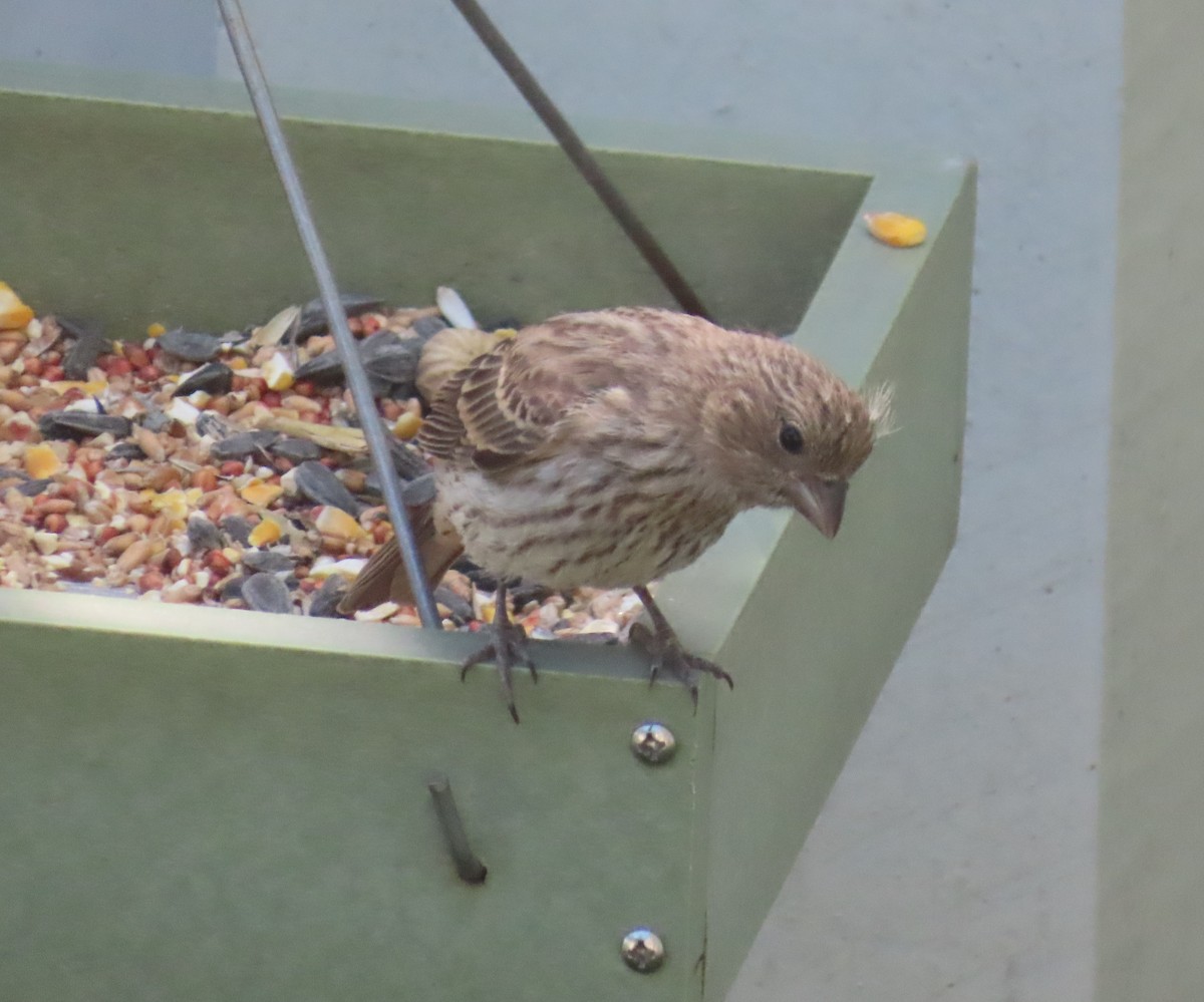 House Finch - ML620733512