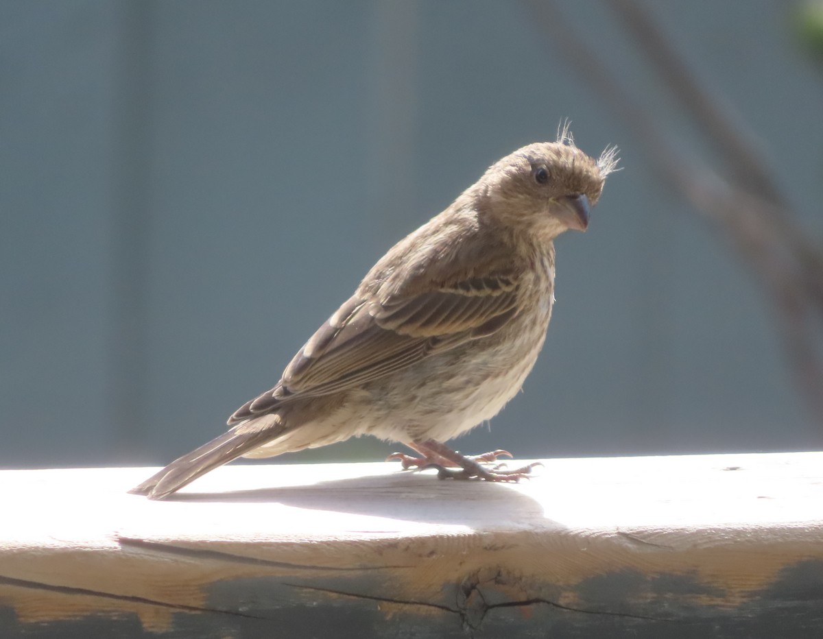 House Finch - ML620733513