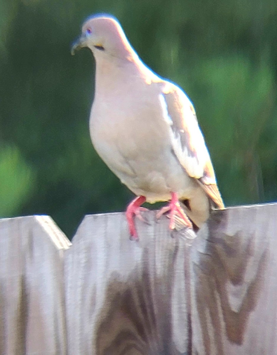 White-winged Dove - ML620733514