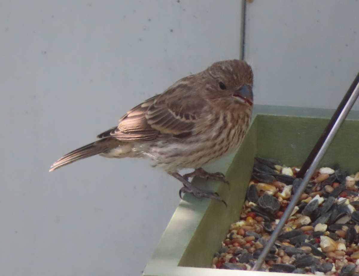 House Finch - ML620733515