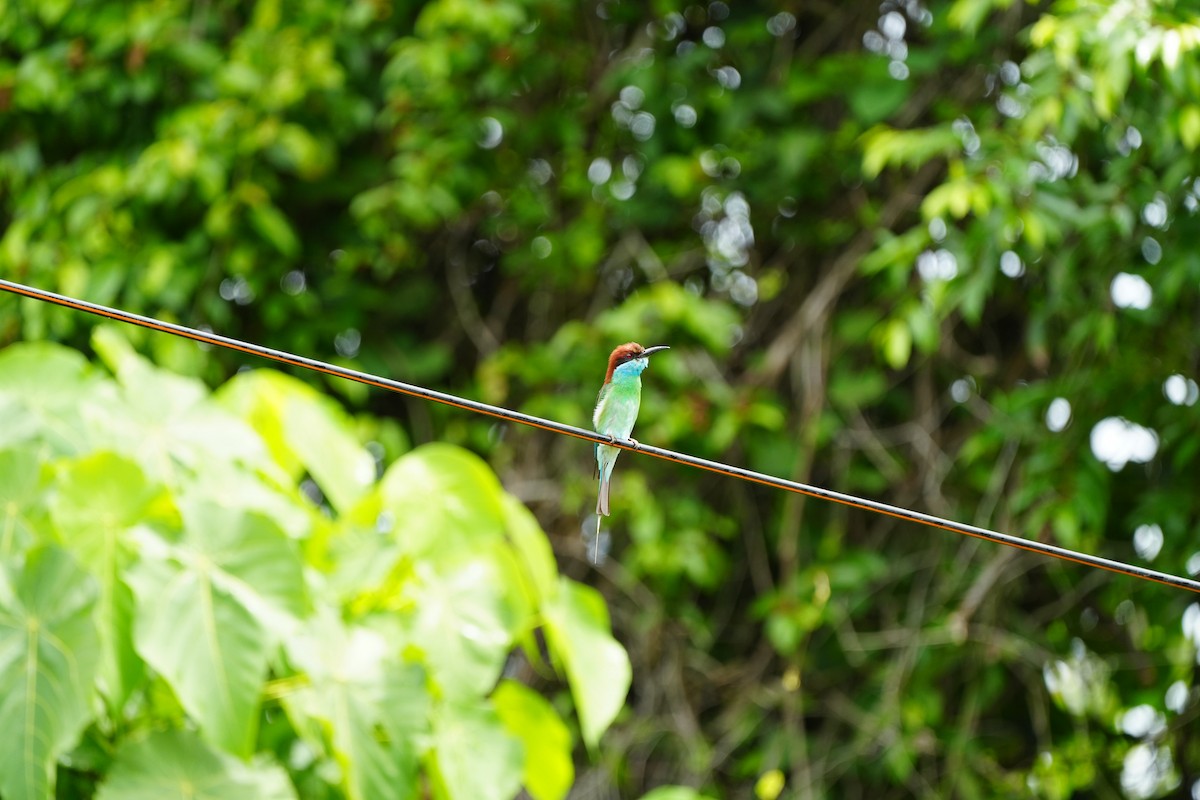 Blue-throated Bee-eater - ML620733516