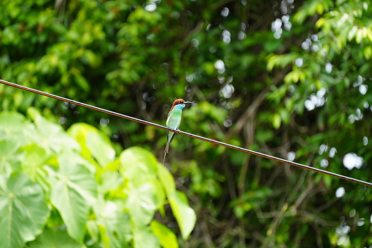 Blue-throated Bee-eater - ML620733517