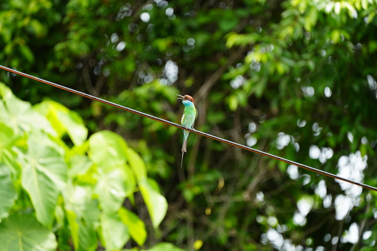 Blue-throated Bee-eater - ML620733518