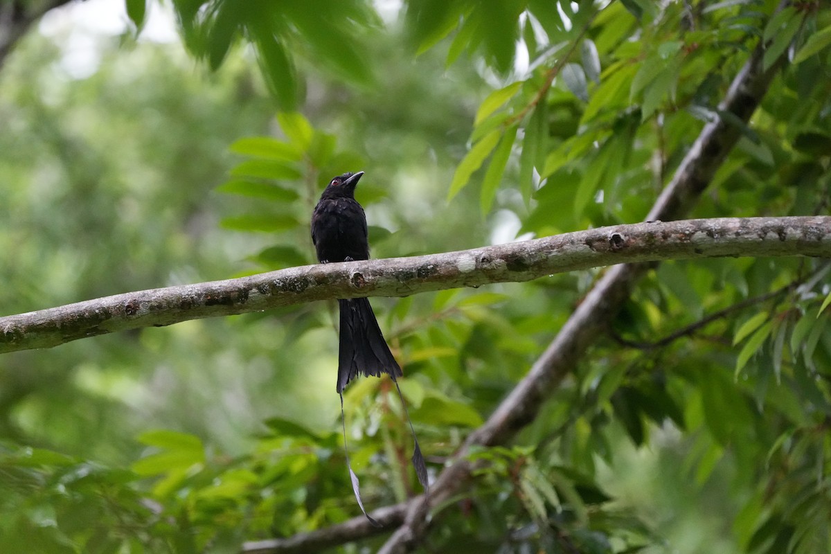 Greater Racket-tailed Drongo - ML620733520