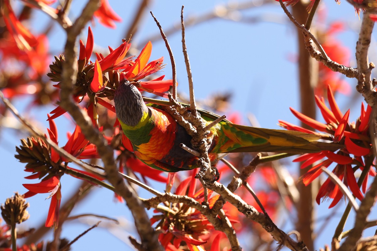 Rainbow Lorikeet - ML620733525