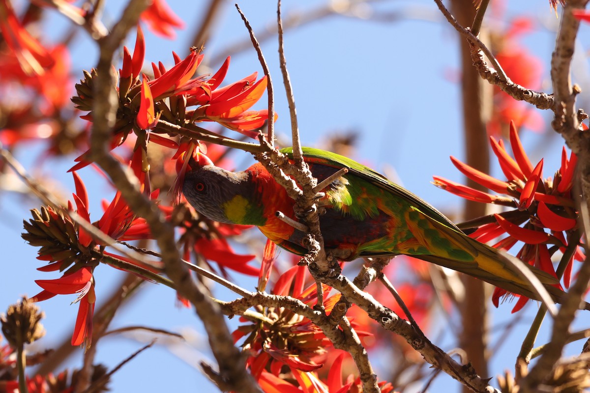 Rainbow Lorikeet - ML620733526