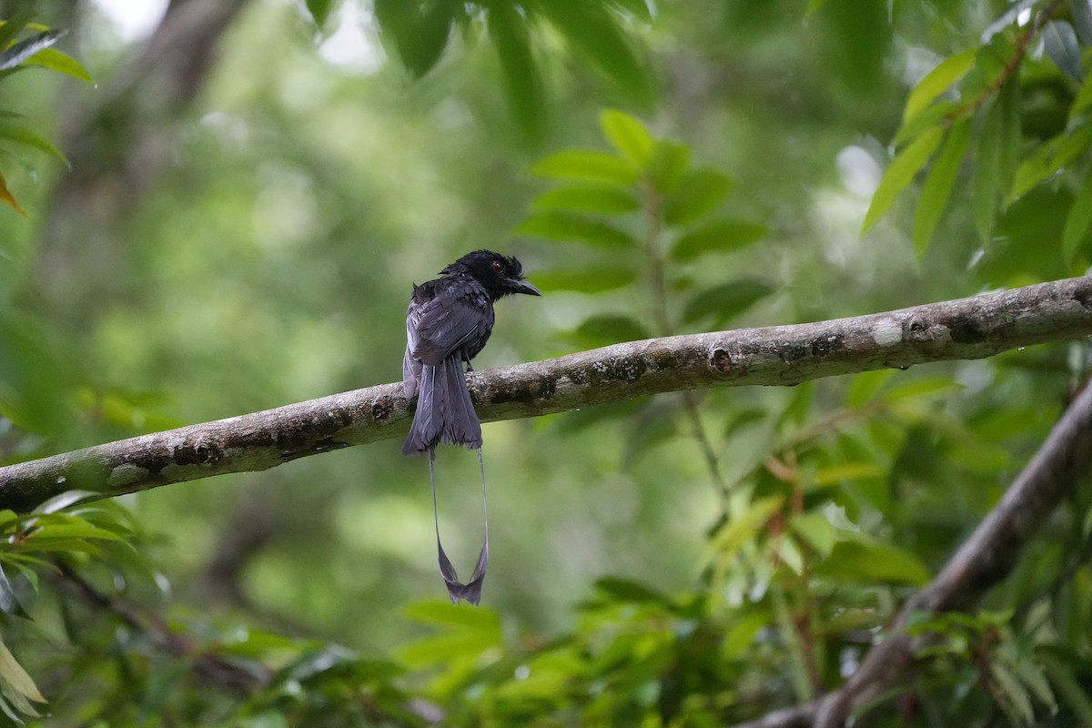 Greater Racket-tailed Drongo - ML620733527