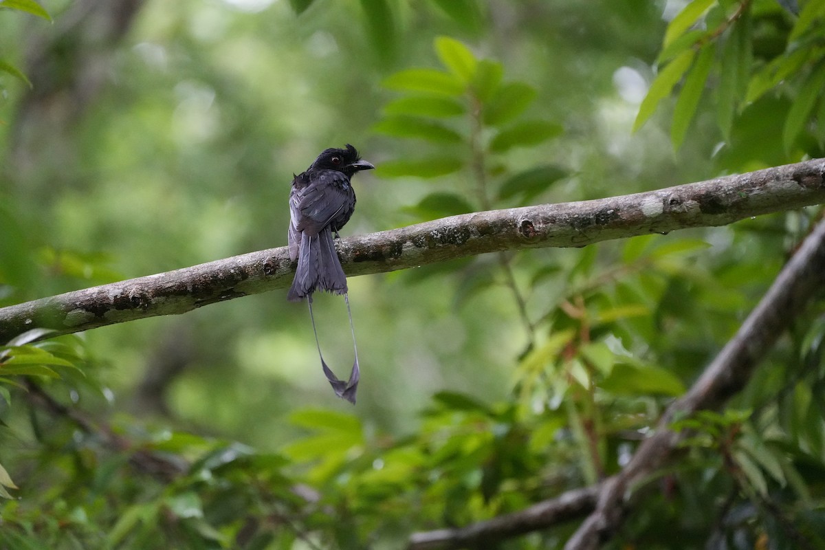 Greater Racket-tailed Drongo - ML620733528