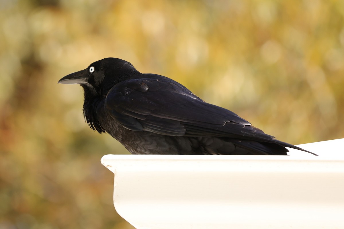 Australian Raven - ML620733530