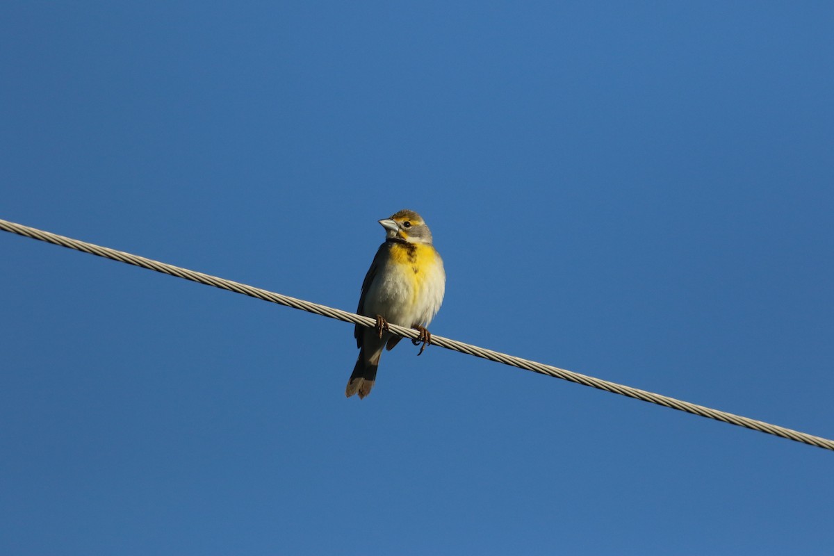 Dickcissel - ML620733531