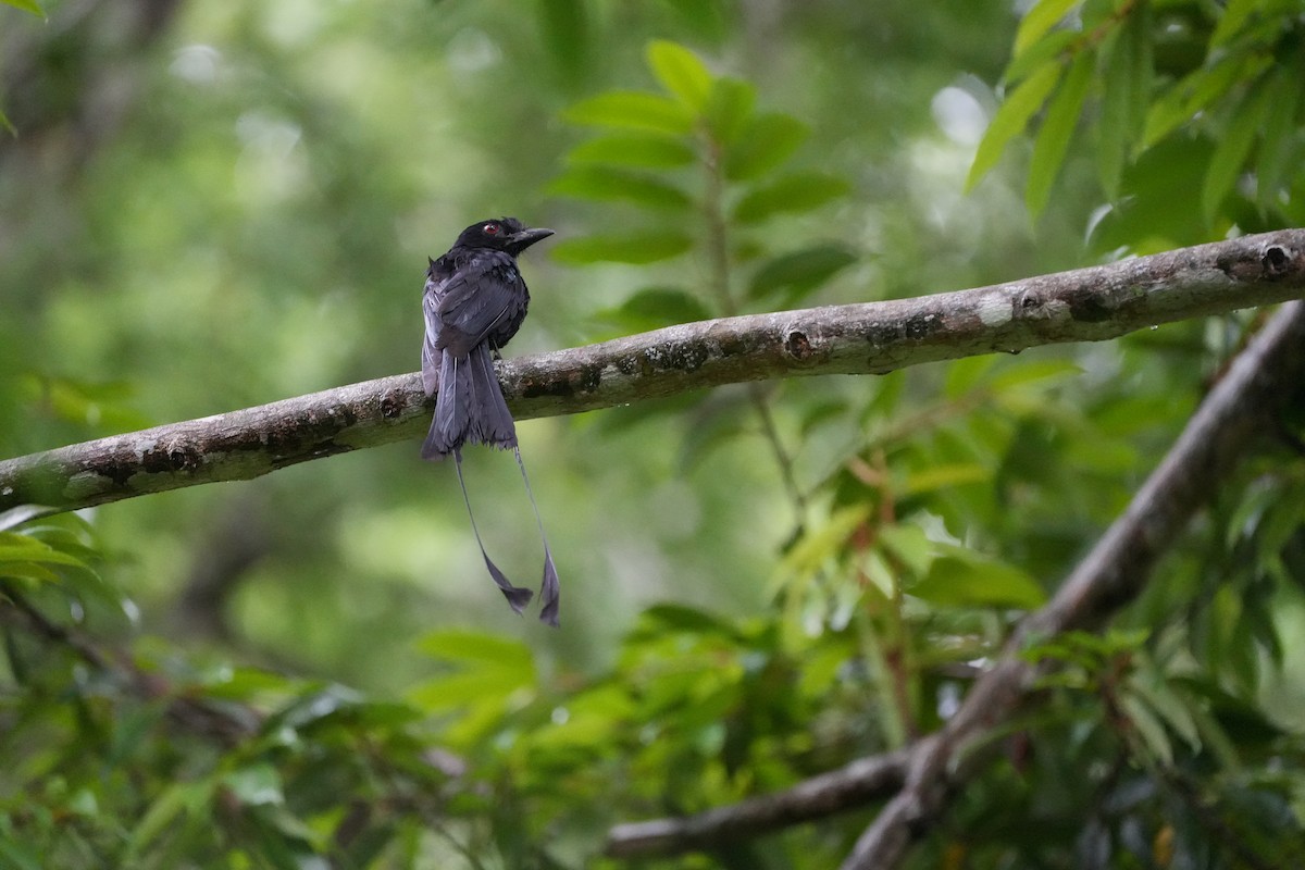 Greater Racket-tailed Drongo - ML620733532