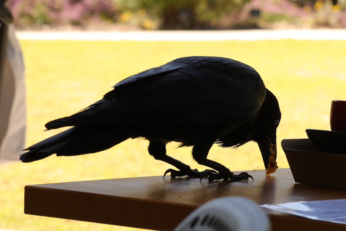 Australian Raven - ML620733533