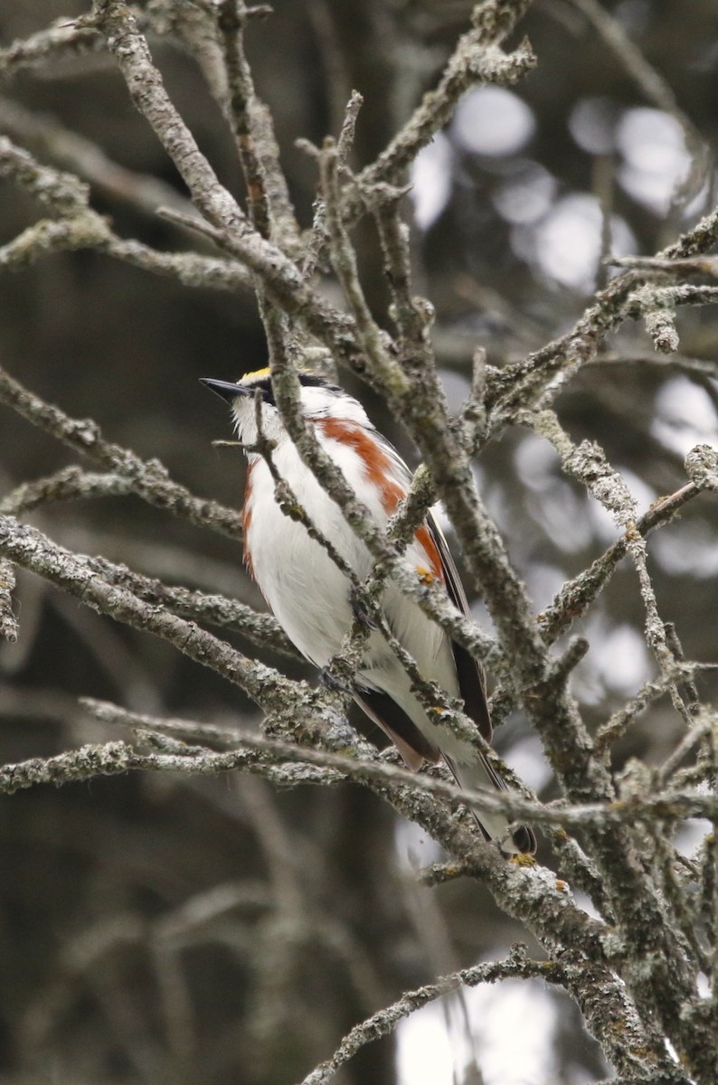 Chestnut-sided Warbler - ML620733534