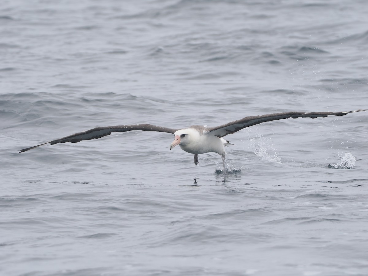 albatros laysanský - ML620733536