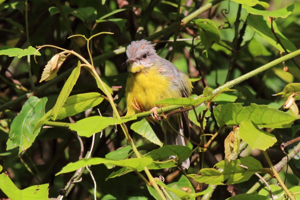 Eastern Yellow Robin - ML620733537