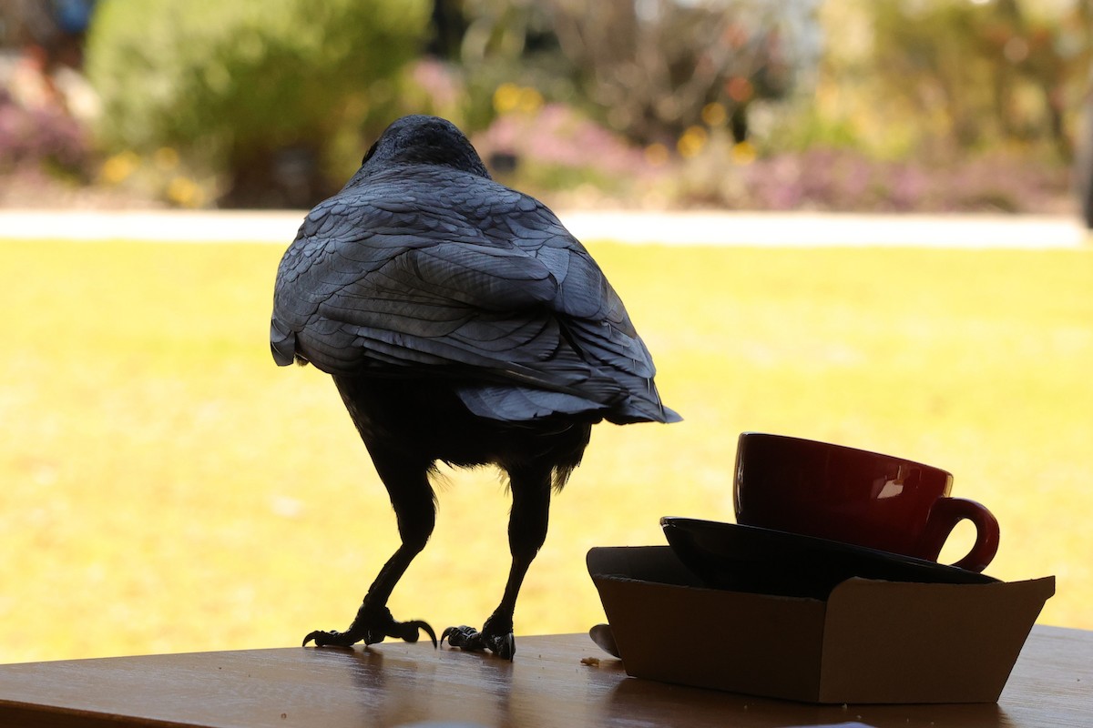 Australian Raven - ML620733538