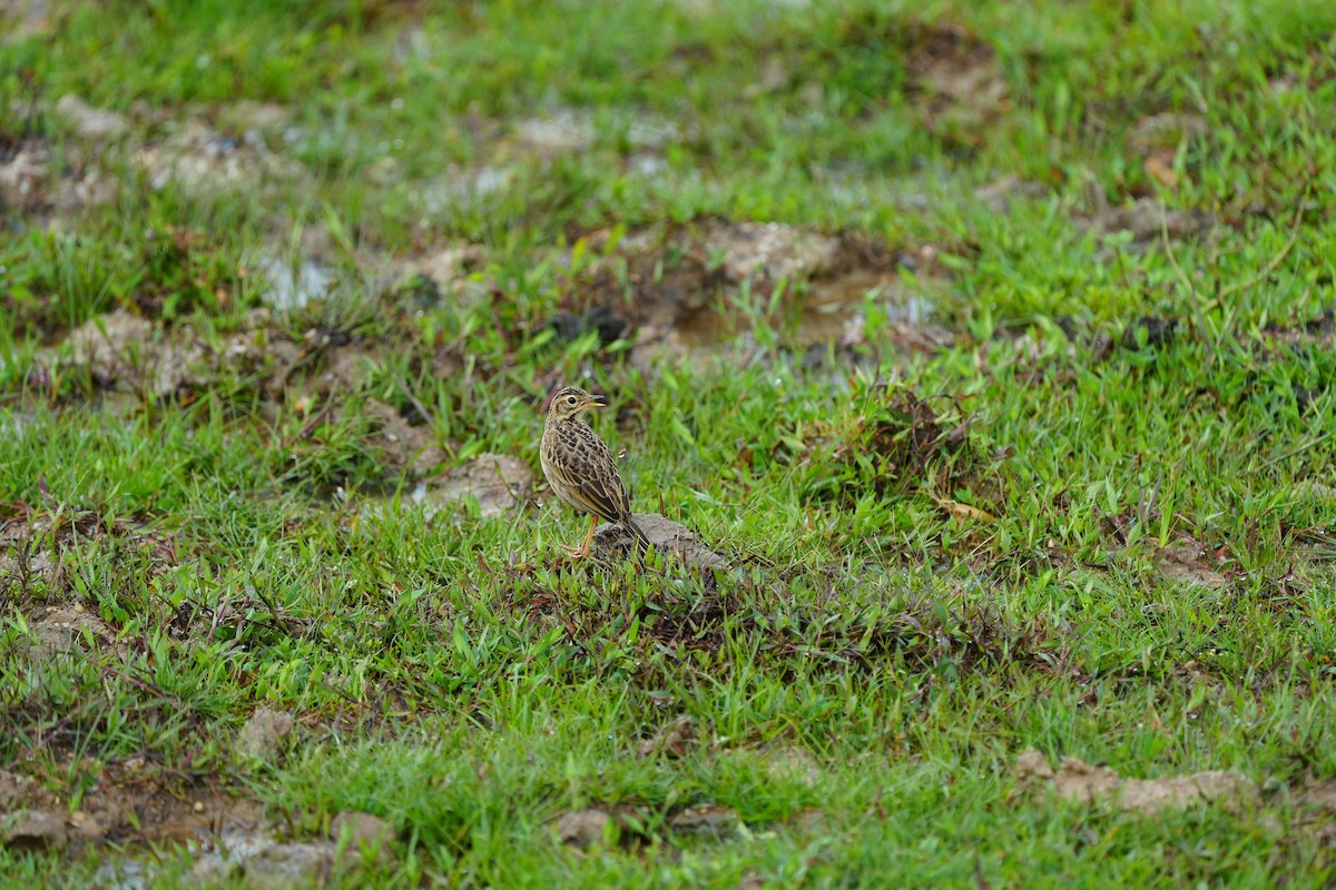 Paddyfield Pipit - ML620733543